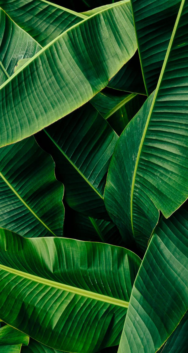 green-banana-leaf-texture-background