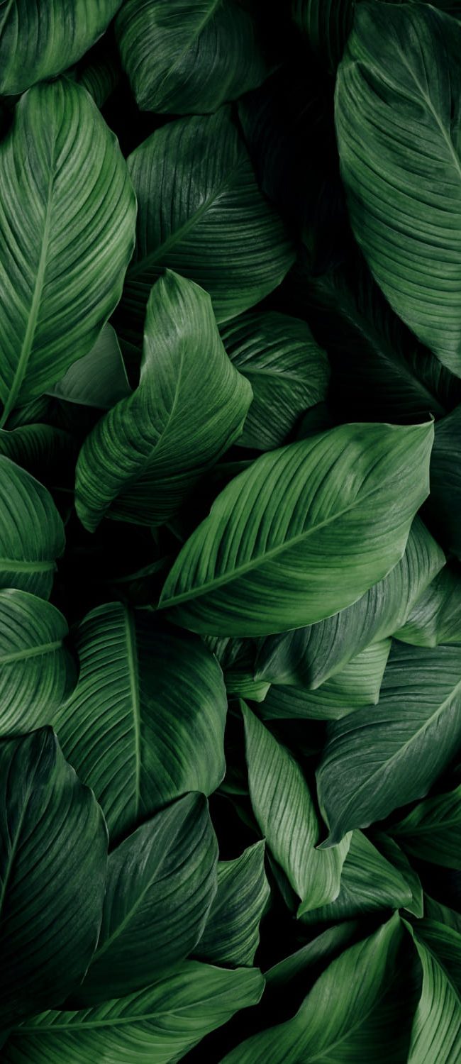 leaves-spathiphyllum-cannifolium-abstract-green-dark-texture-nature-background-tropical-leaf